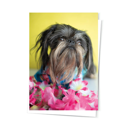 Hawaiian 'Share Happiness and Cheer' Brussels Griffon Summer Greeting Card - JC Designs
